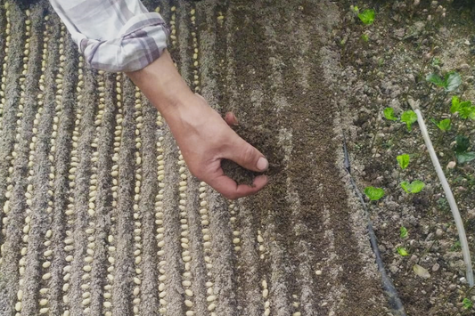 planting coffee seeds