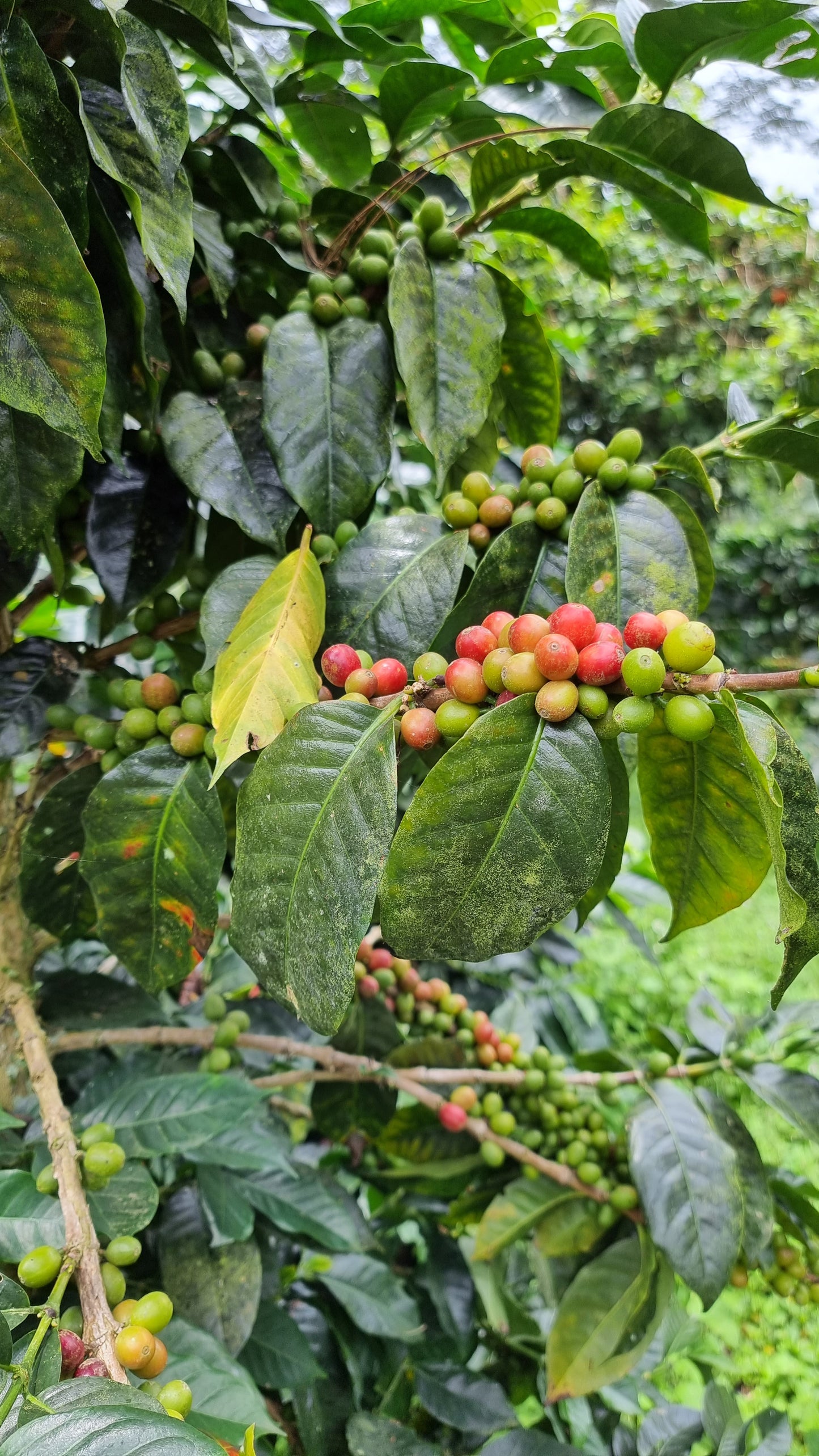 PRIMITIVO - Espresso